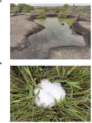Developmental plasticity to desiccation risk in tadpoles of a tropical inselberg specialist